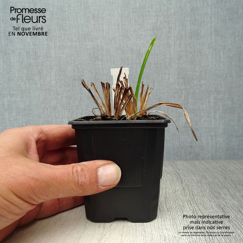 Exemplar von Hemerocallis Neyron Rose - Taglilie Kleine Töpfe von 8/9 cm wie im Herbst geliefert