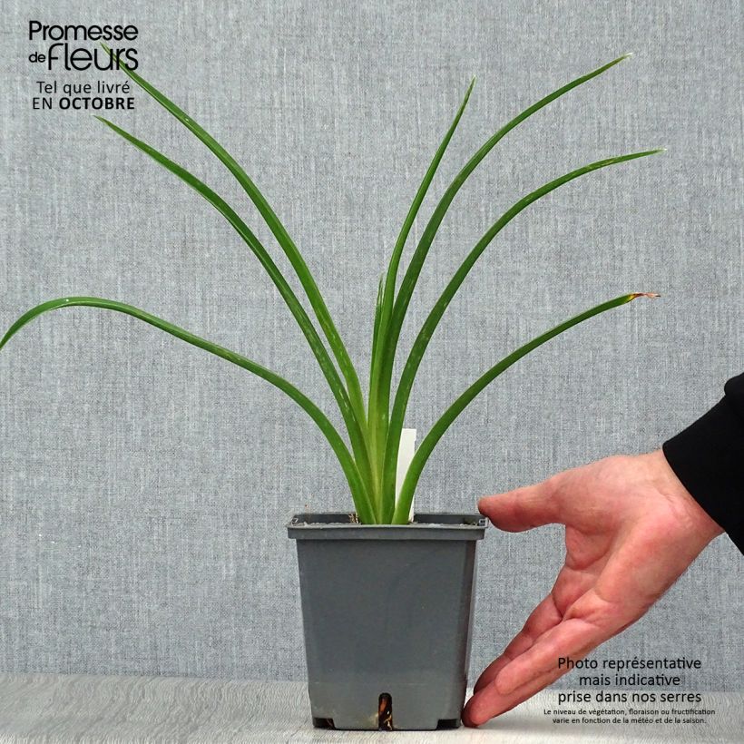 Exemplar von Hemerocallis Night Embers - Taglilie Topf mit 1L/1,5L wie im Herbst geliefert
