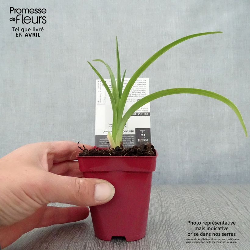 Exemplar von Hemerocallis Orange Prelude - Taglilie Kleine Töpfe von 8/9 cm wie im Frühjahr geliefert