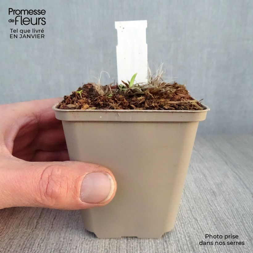 Exemplar von Hemerocallis Pardon Me - Taglilie Kleine Töpfe von 8/9 cm wie im Winter geliefert