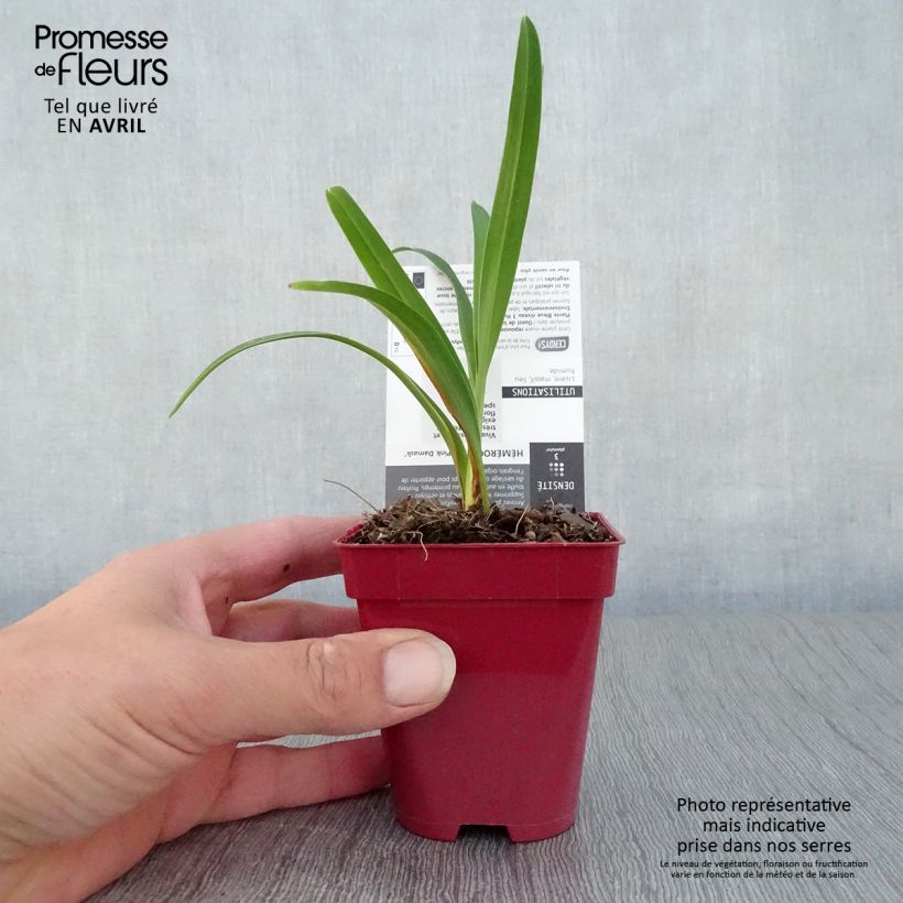 Exemplar von Hemerocallis Pink Damask - Taglilie Kleine Töpfe von 8/9 cm wie im Frühjahr geliefert