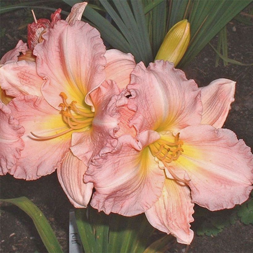 Hemerocallis Pink Flirt - Taglilie (Blüte)