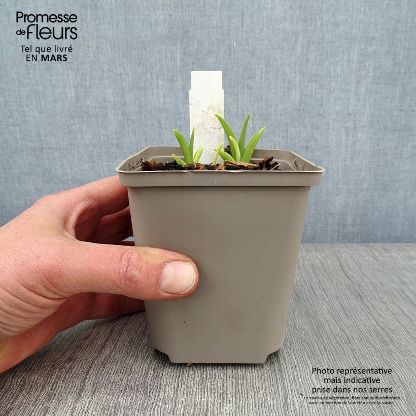 Exemplar von Hemerocallis Prairie Blue Eyes - Taglilie Topf mit 1L/1,5L wie im Winter geliefert