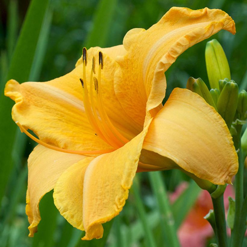 Hemerocallis Ruffled Apricot - Taglilie (Blüte)