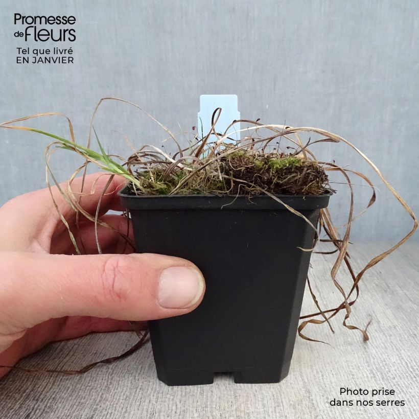 Exemplar von Hemerocallis Sammy Russel - Taglilie Kleine Töpfe von 8/9 cm wie im Winter geliefert