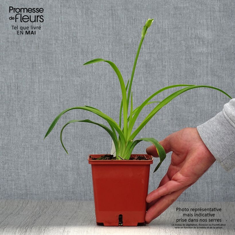 Exemplar von Hemerocallis Siloam Double Classic - Taglilie Topf mit 1L/1,5L wie im Frühjahr geliefert