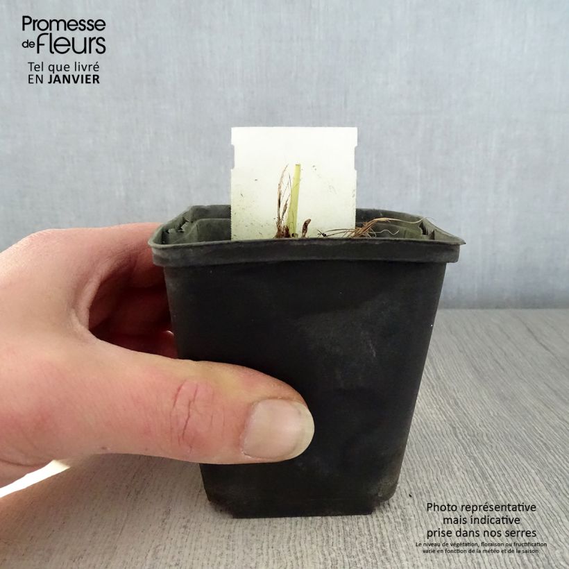 Exemplar von Hemerocallis Snowy Apparition - Taglilie Kleine Töpfe von 8/9 cm wie im Winter geliefert