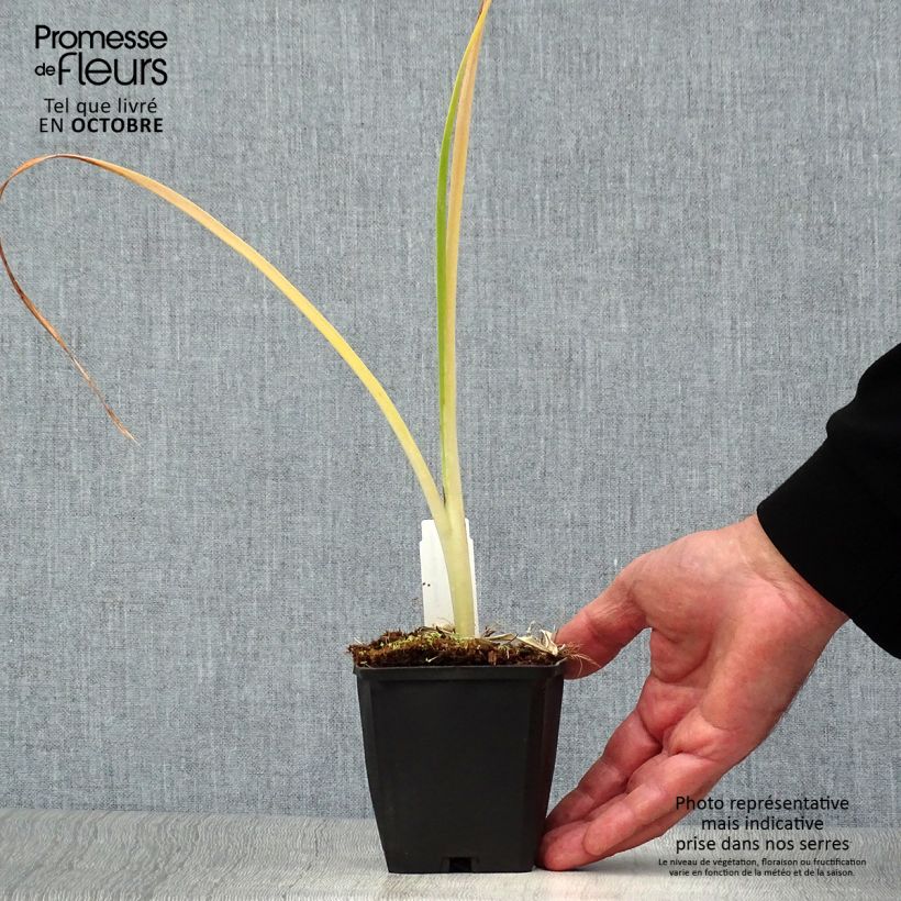 Exemplar von Hemerocallis Snowy Apparition - Taglilie Kleine Töpfe von 8/9 cm wie im Herbst geliefert