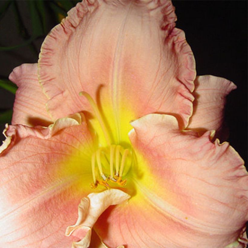 Hemerocallis Someone Special - Taglilie (Blüte)