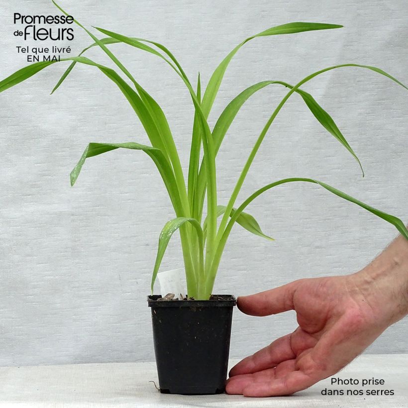 Exemplar von Hemerocallis South Seas - Taglilie Kleine Töpfe von 8/9 cm wie im Frühjahr geliefert