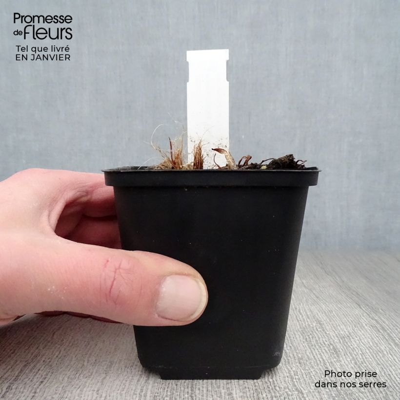 Exemplar von Hemerocallis South Seas - Taglilie Kleine Töpfe von 8/9 cm wie im Winter geliefert