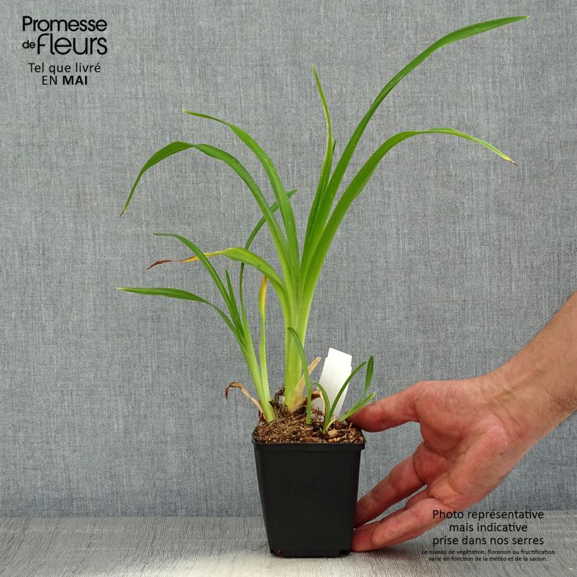 Exemplar von Hemerocallis Spacecoast Starburst - Taglilie Kleine Töpfe von 8/9 cm wie im Frühjahr geliefert