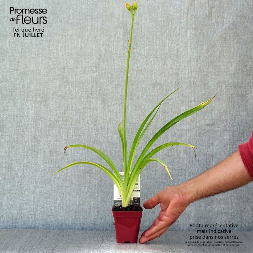 Exemplar von Hemerocallis Strawberry Swirl - Taglilie Kleine Töpfe von 8/9 cm wie im Sommer geliefert