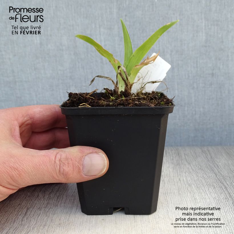 Exemplar von Hemerocallis Strawberry Swirl - Taglilie Kleine Töpfe von 8/9 cm wie im Winter geliefert