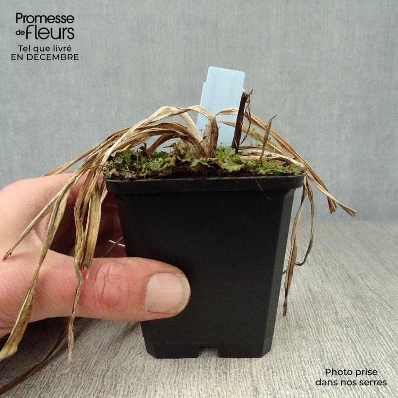 Exemplar von Hemerocallis Summer Wine - Taglilie Kleine Töpfe von 8/9 cm wie im Winter geliefert