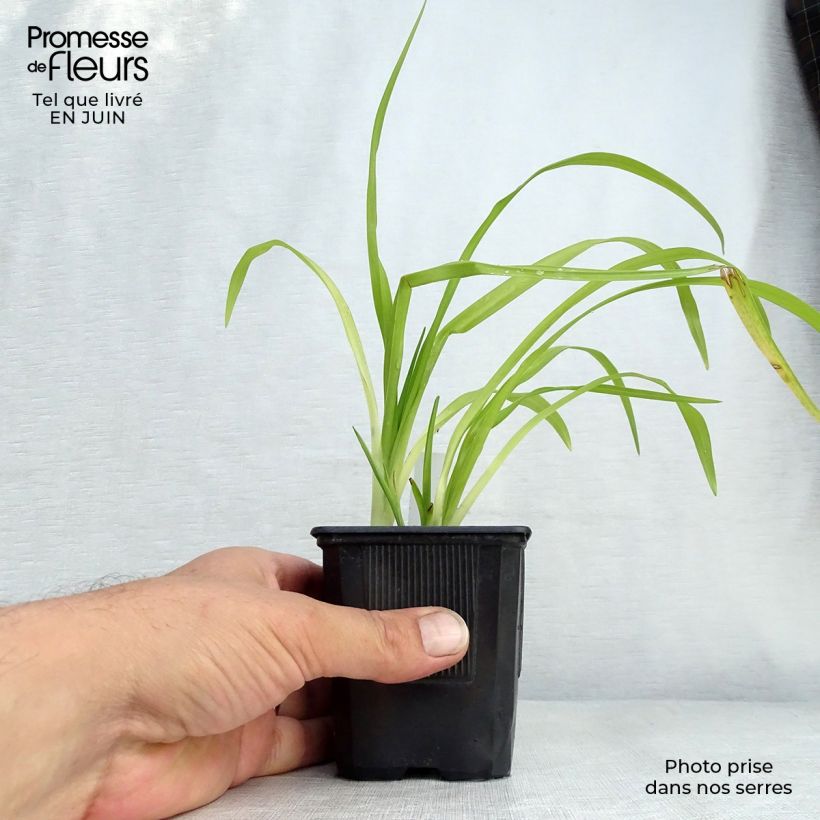 Exemplar von Hemerocallis Thumbelina - Taglilie Kleine Töpfe von 8/9 cm wie im Sommer geliefert