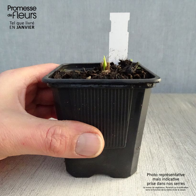 Exemplar von Hemerocallis Thumbelina - Taglilie Kleine Töpfe von 8/9 cm wie im Winter geliefert