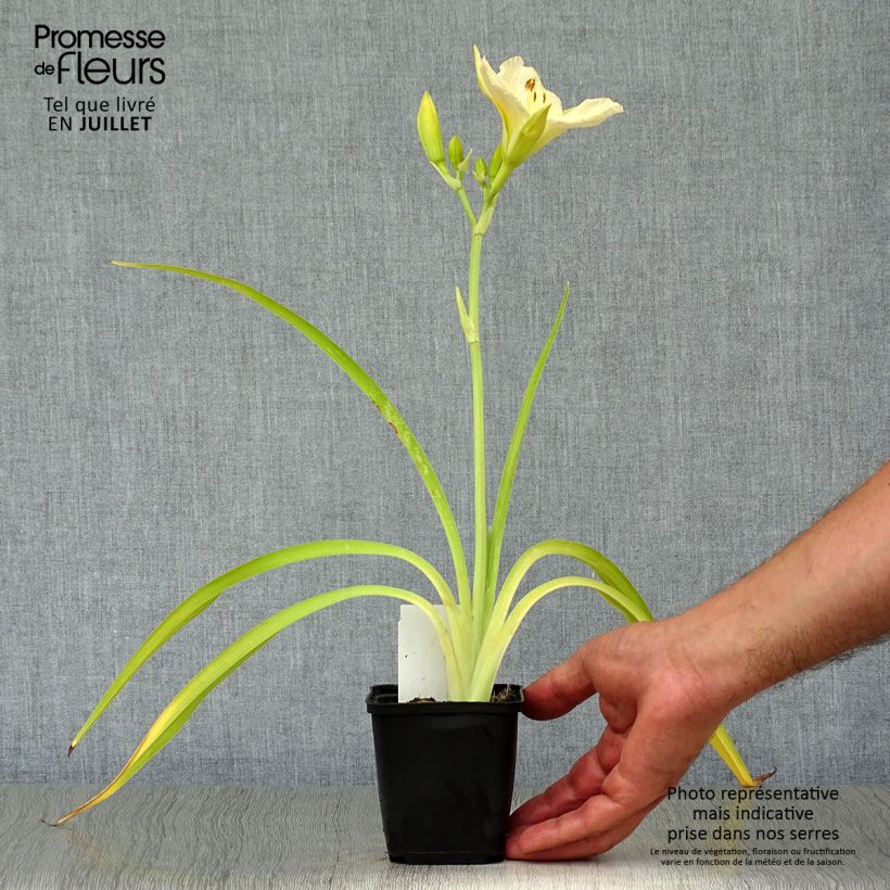 Exemplar von Hemerocallis White Temptation - Taglilie Kleine Töpfe von 8/9 cm wie im Sommer geliefert