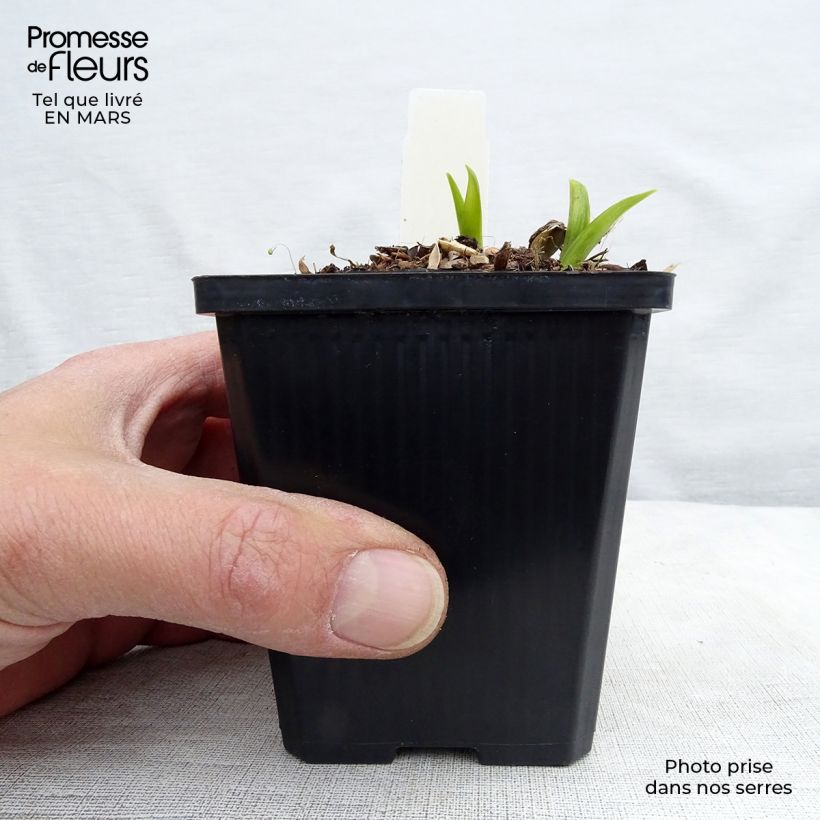 Exemplar von Hemerocallis citrina - Taglilie Kleine Töpfe von 8/9 cm wie im Winter geliefert