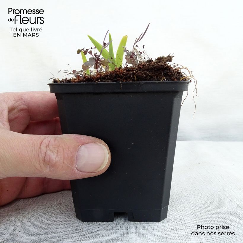 Exemplar von Hemerocallis fulva - Taglilie Kleine Töpfe von 8/9 cm wie im Frühjahr geliefert