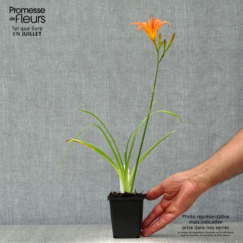 Exemplar von Hemerocallis fulva - Taglilie Kleine Töpfe von 8/9 cm wie im Sommer geliefert