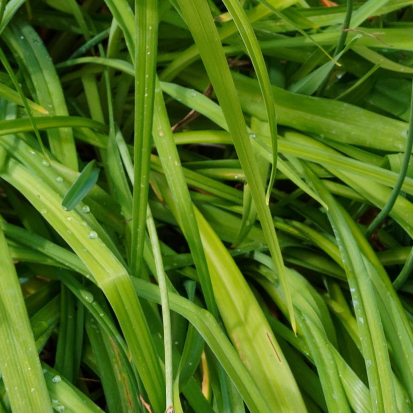 Hemerocallis Bonanza - Taglilie (Laub)