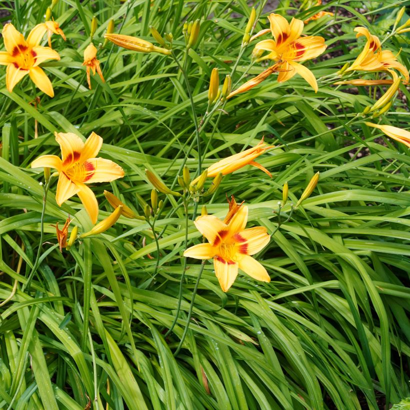 Hemerocallis Bonanza - Taglilie (Hafen)