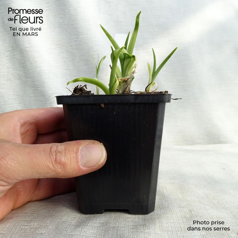 Exemplar von Hemerocallis lilioasphodelus - Taglilie Kleine Töpfe von 8/9 cm wie im Frühjahr geliefert