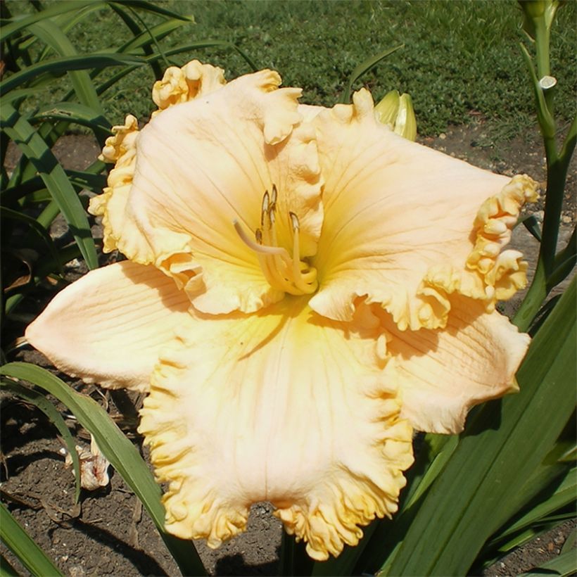 Hemerocallis Enchanted Forest - Taglilie (Blüte)