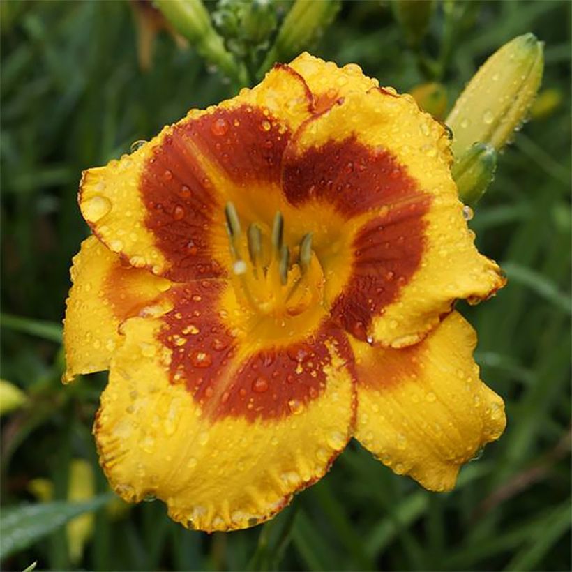 Hemerocallis Fooled Me - Taglilie (Blüte)