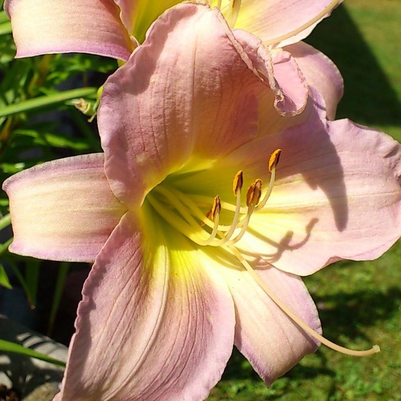 Hemerocallis Hazel Monette - Taglilie (Blüte)