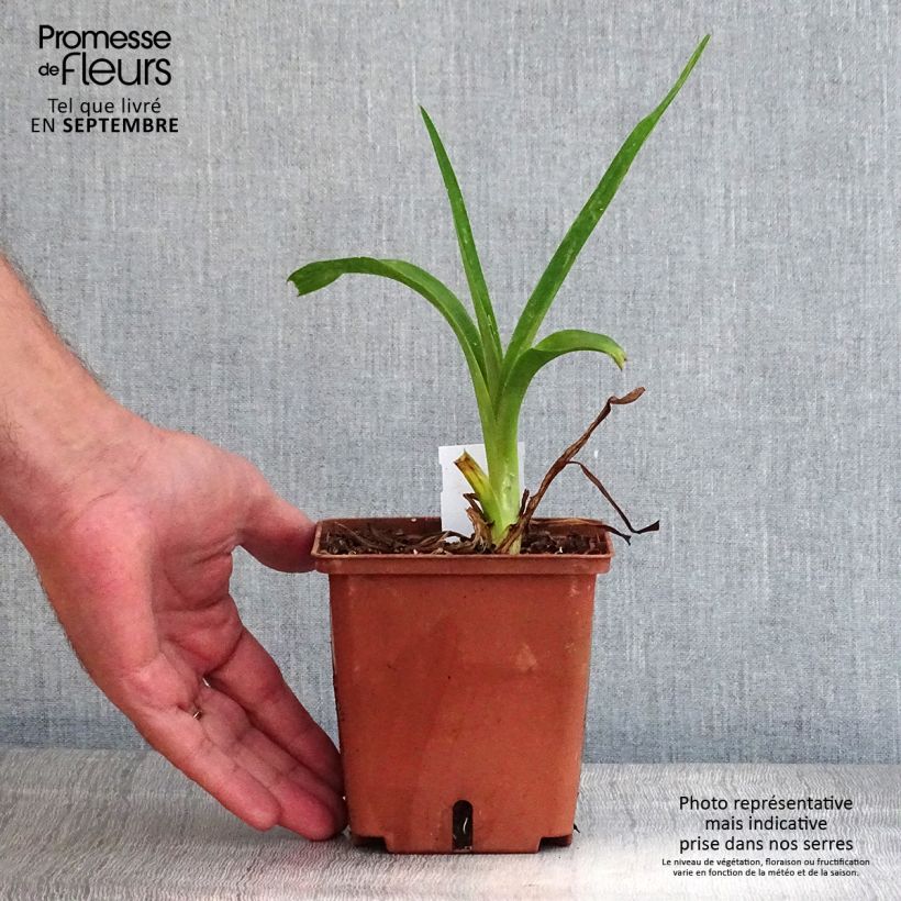 Exemplar von Hemerocallis Poogie - Taglilie Topf mit 1L/1,5L wie im Herbst geliefert