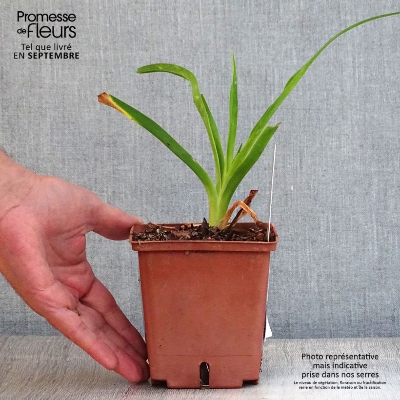Exemplar von Hemerocallis Siloam Ribbon Candy - Taglilie Topf mit 1L/1,5L wie im Herbst geliefert
