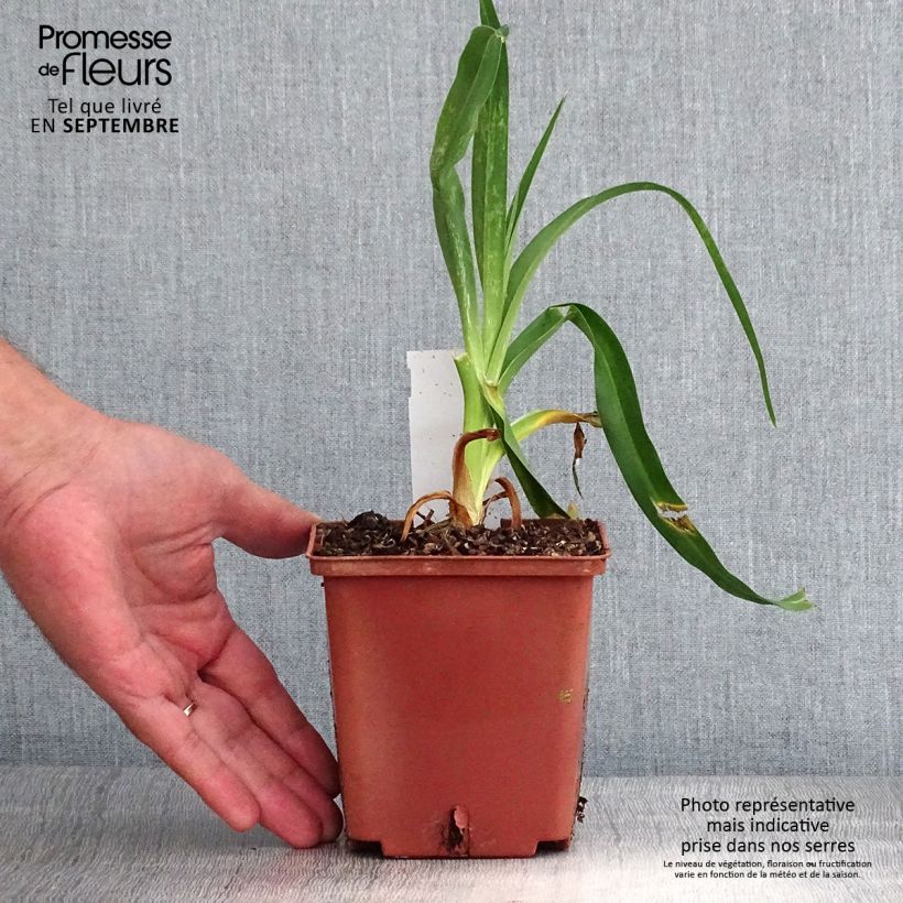Exemplar von Hemerocallis Startle - Taglilie Topf mit 1L/1,5L wie im Herbst geliefert