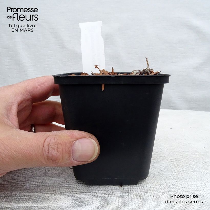 Exemplar von Hepatica nobilis - Leberblümchen Kleine Töpfe von 8/9 cm wie im Frühjahr geliefert