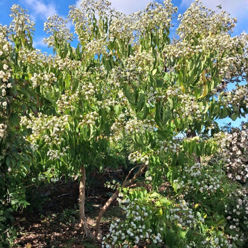 Sieben-Glocken - Heptacodium miconioides (Wuchs)