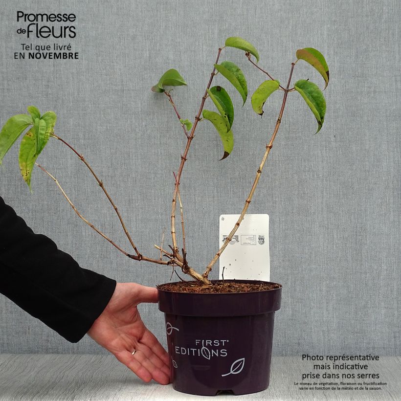 Exemplar von Sieben-Glocken Tianshan - Heptacodium miconioides Topf mit 3L/4L wie im Herbst geliefert