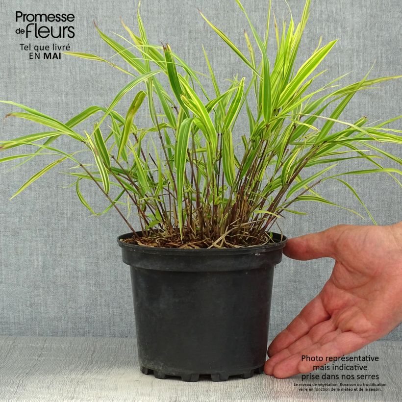 Exemplar von Hakonechloa macra Albostriata - Japangras Topf mit 2L/3L wie im Frühjahr geliefert