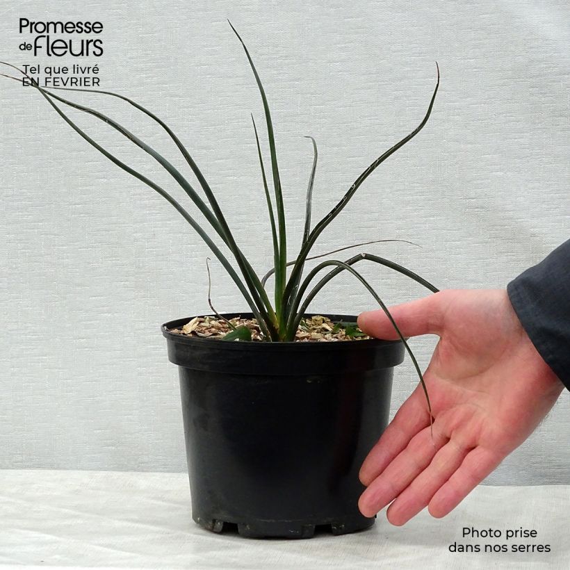 Exemplar von Hesperaloe parviflora Rubra - Rote Yucca Topf mit 2L/3L wie im Winter geliefert