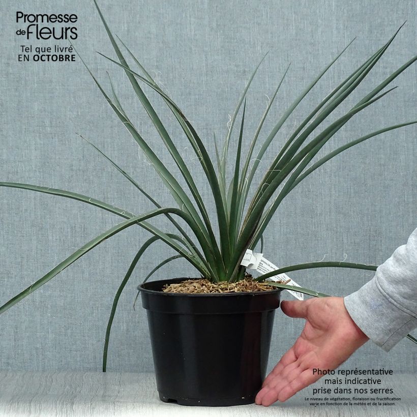 Exemplar von Hesperaloe parviflora Rubra - Rote Yucca Topf mit 2L/3L wie im Herbst geliefert