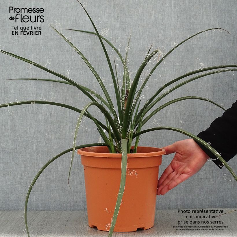 Exemplar von Hesperaloe parviflora - Rote Yucca Topf mit 7,5L/10L wie im Winter geliefert
