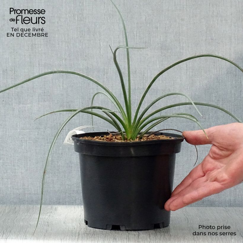 Exemplar von Hesperaloe parviflora Rose des Sables - Rote Yucca Topf mit 2L/3L wie im Winter geliefert