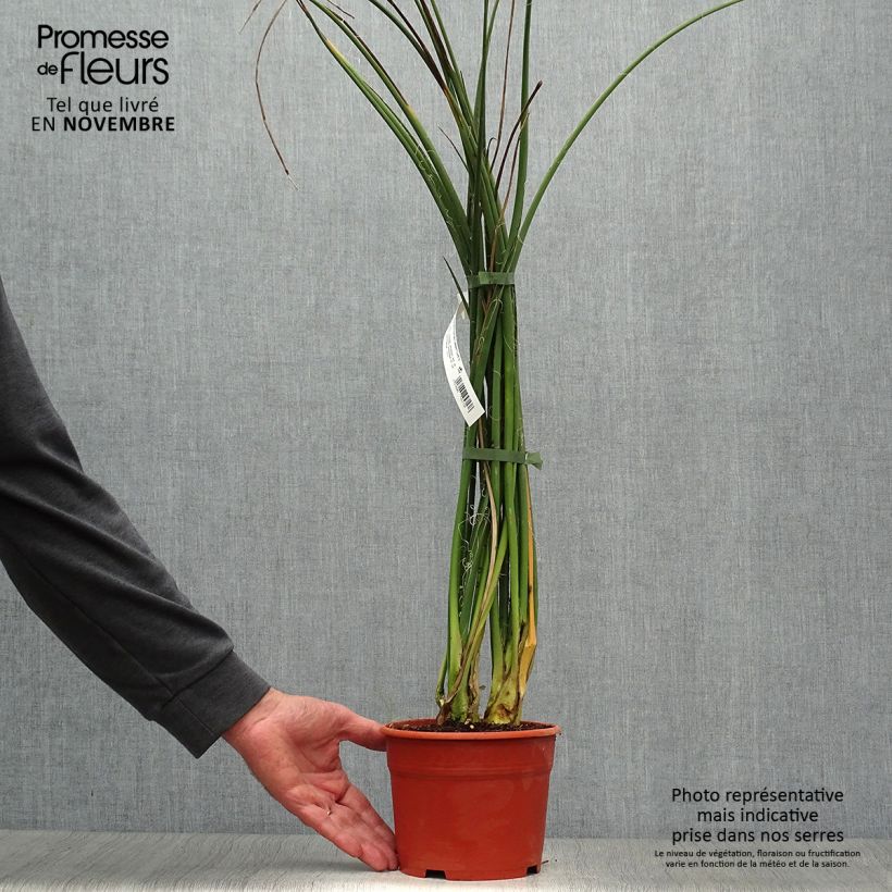 Exemplar von Hesperaloe parviflora Rose des Sables - Rote Yucca Topf mit 2L/3L wie im Herbst geliefert
