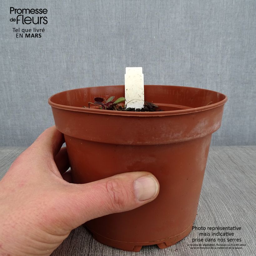 Exemplar von Gemeine Nachtviole Alba - Hesperis matronalis Topf mit 2L/3L wie im Winter geliefert