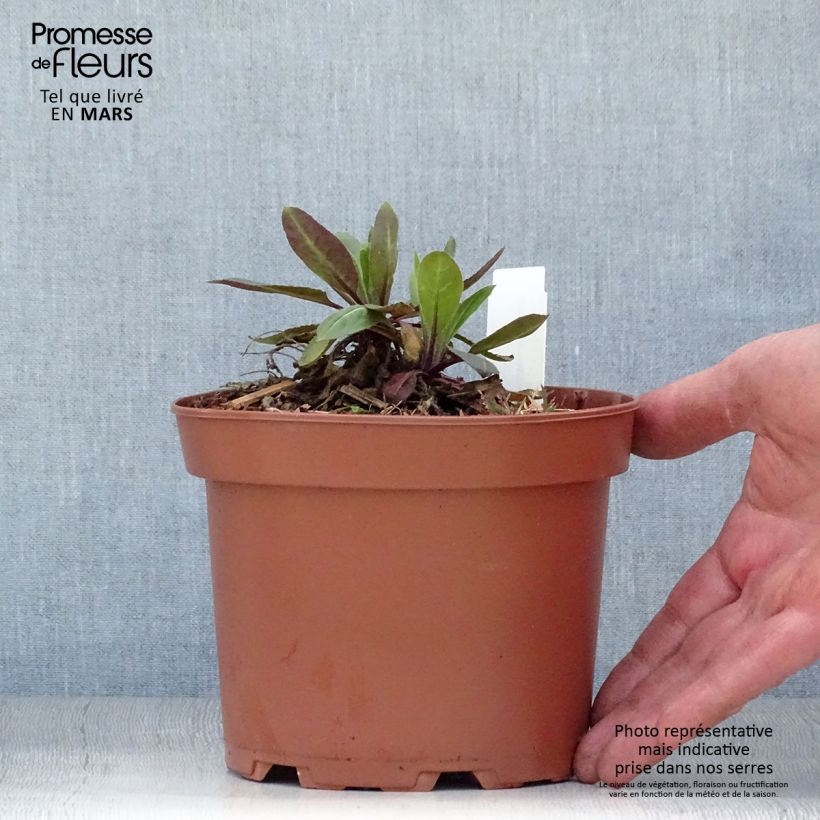 Exemplar von Gemeine Nachtviole Alba - Hesperis matronalis Topf mit 2L/3L wie im Frühjahr geliefert