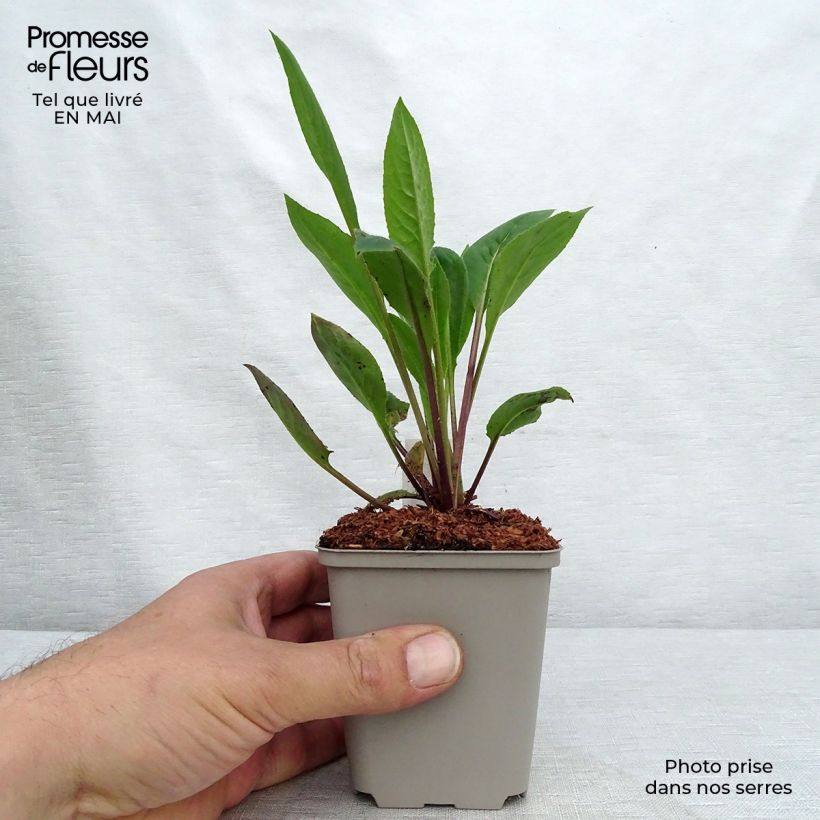 Exemplar von Gemeine Nachtviole Alba - Hesperis matronalis Kleine Töpfe von 8/9 cm wie im Frühjahr geliefert