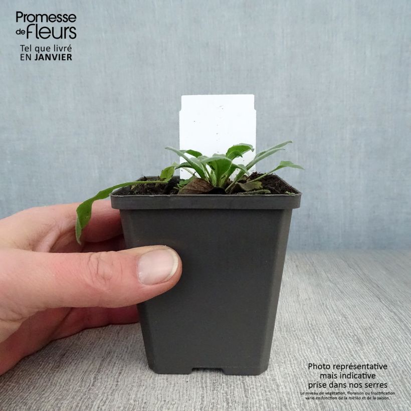 Exemplar von Gemeine Nachtviole - Hesperis matronalis Kleine Töpfe von 8/9 cm wie im Winter geliefert