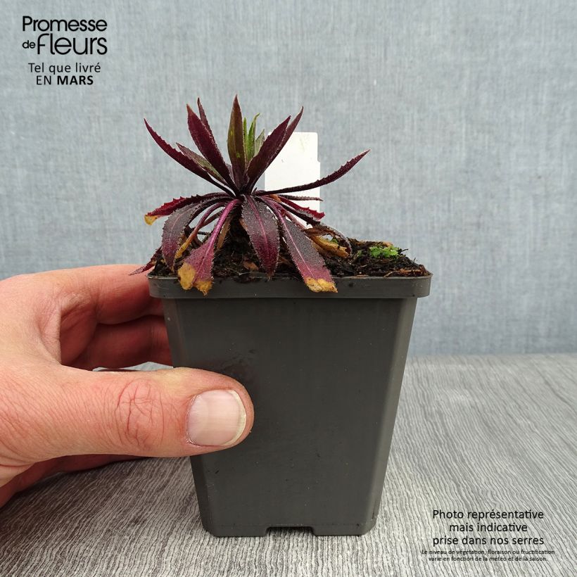 Exemplar von Gemeine Nachtviole Alba Plena - Hesperis matronalis v.albiflora Kleine Töpfe von 8/9 cm wie im Winter geliefert