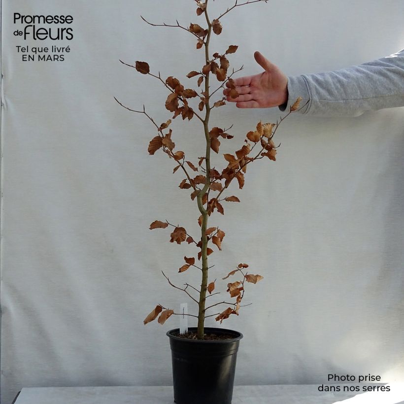 Exemplar von Rotbuche - Fagus sylvatica Topf mit 2L/3L wie im Frühjahr geliefert