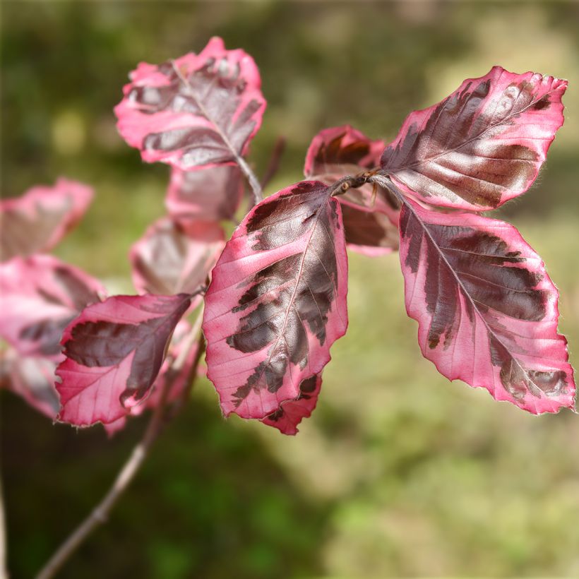Rotbuche Purpurea Tricolor - Fagus sylvatica (Laub)
